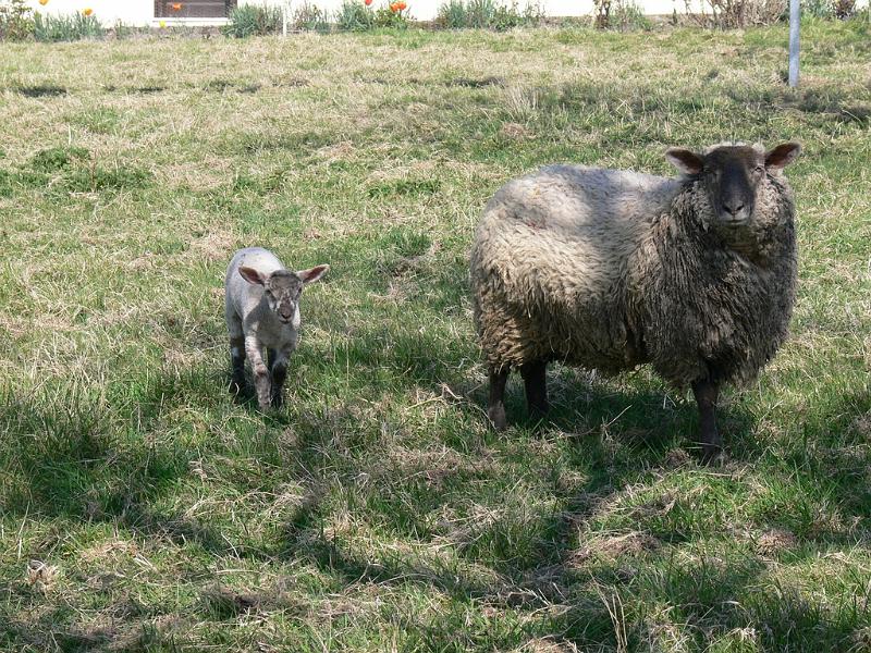 Mont Saint Michel 2010 - 023.jpg